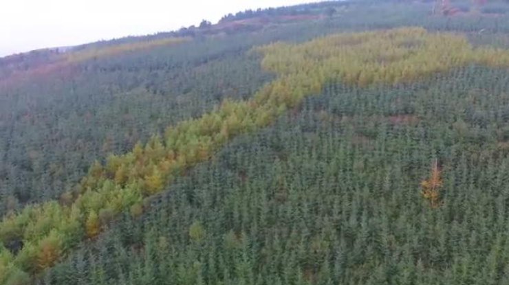 В Ирландии лесник высадил уникальный лес (фото: Youtube)  