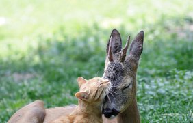 10 случаев удивительной дружбы животных