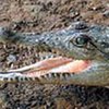 Крокодил напал на голую пару в джакузи (видео)
