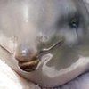Самого маленького в мире дельфина будет охранять государство (фото) 