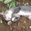В Индонезии кошка год прожила на могиле хозяйки (фото)