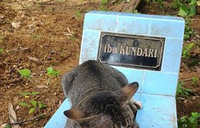 Кошка год провела на могиле своей погибшей владельцы