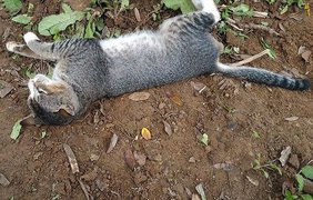 Кошка год провела на могиле своей погибшей владельцы