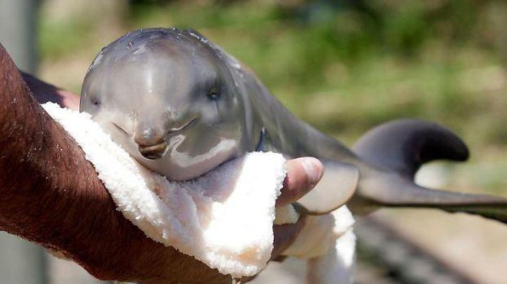 Самого маленького в мире дельфина будет охранять государство (фото: www.liveinternet.ru)
