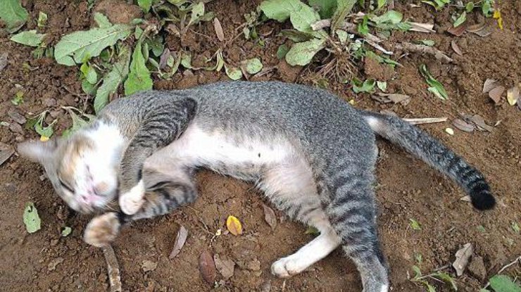 В Индонезии кошка год прожила на могиле хозяйки