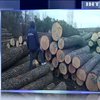 На Рівненщині посадовці лісгоспу вирубували ліс