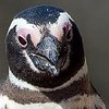 В Бразилии пингвин стал членом семьи рыбака (видео) 