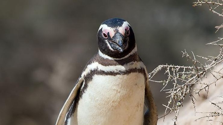 Житель Бразилии сделал пингвина членом своей семьи (фото: David/Wikipedia)