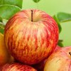  Яблоки могут быть смертельно опасны - исследование 