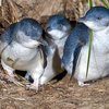 В Новой Зеландии построили подземный переход для пингвинов (видео)