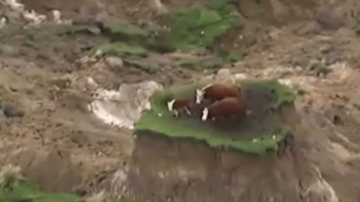 Землетрясение в Новой Зеландии: чудом спаслись три коровы. Фото: кадр из видео