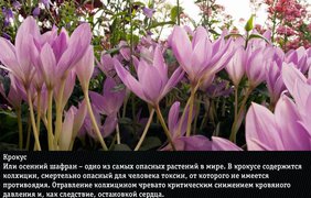 Смертельно опасные цветы: какие букеты нельзя дарить (фото: VK)