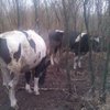 Авария в Закарпатской области: пострадал мужчина и погибла корова 