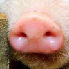 В Китае фермер заставляет свиней прыгать с вышки (фото) 