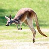 В заповеднике Австралии проживает кенгуру-качок (фото)