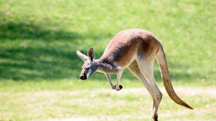 В заповеднике Австралии проживает кенгуру-качок