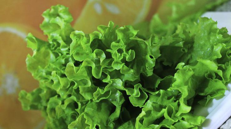 Листья салата несут угрозу для здоровья человека