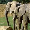 Два слона станцевали под скрипку (видео)