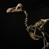 На аукционе продали скелет ископаемой птицы додо за крупную сумму 