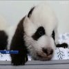 Зоопарк у США запропонував відвідувачам обрати імена для панд