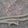 В Донецкой области СБУ нашла два тайника с артиллерийским оружием 