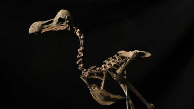 На аукционе продали скелет ископаемой птицы додо