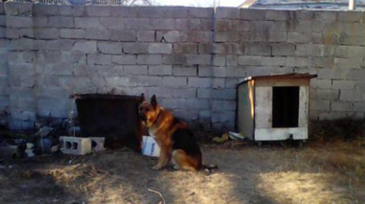 На Донбассе собаки до смерти искусали бизнесмена