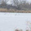В Запорожье на реке примерзли лебеди (фото) 