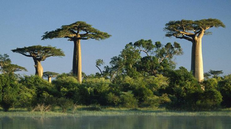 В Африке обнаружили дерево-рекордсмен (фото: dnpmag.com)