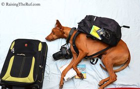 Забавный пес показал, как можно путешествовать во сне (фото: Vk)