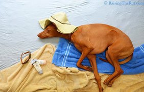 Забавный пес показал, как можно путешествовать во сне (фото: Vk)