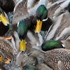 В Нидерландах из-за птичьего гриппа массово убивают уток 
