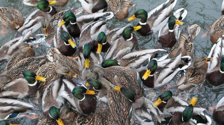 В Нидерландах из-за птичьего гриппа массово убивают уток (фото: 16cm.ru)