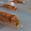 В Японии создатели катка заморозили пять тысяч рыб (фото) 