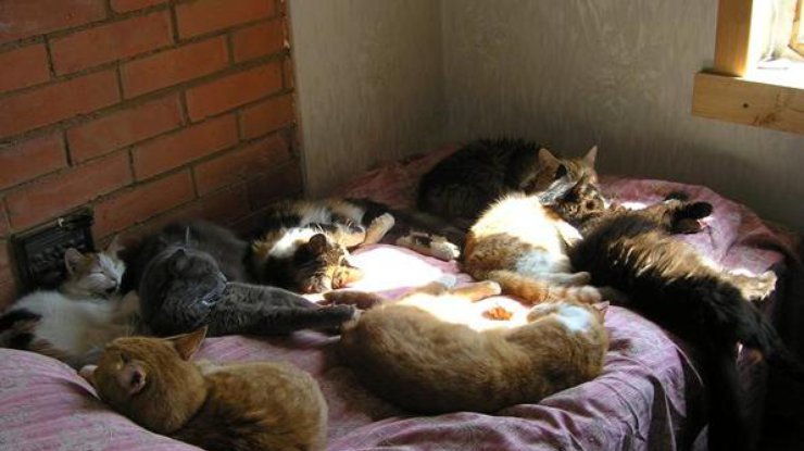 В Калифорнии женщина завела дома 300 кошек (фото: catsnnov.ru)