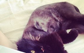 Кошка с кривыми клыками стала звездой интернета (фото: VK) 