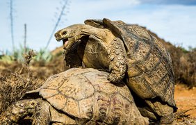 Черепахи во время спаривания: фотограф сделал уникальные кадры (фото: Paul Williams /REX /Shutterstock)