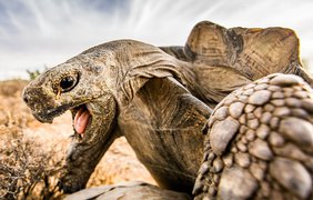 Черепахи во время спаривания: фотограф сделал уникальные кадры (фото: Paul Williams /REX /Shutterstock)