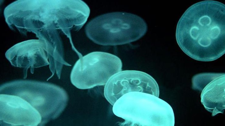 В Австралии медузу перепутали с силиконовым имплантом (фото: terramia.ru)