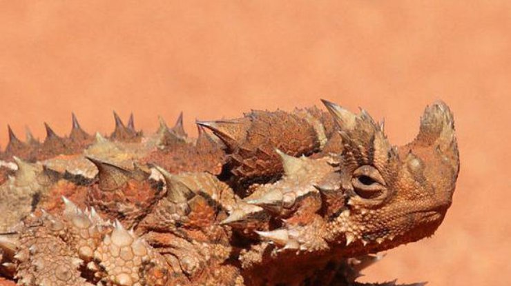 Ящерицы пьют воду кожей (фото: Christopher Watson)