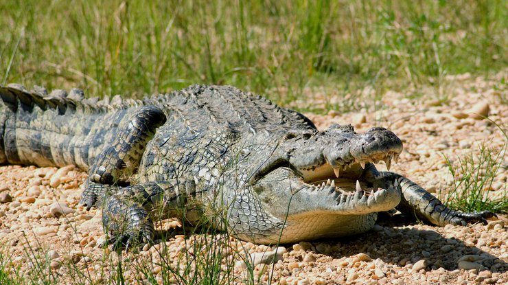 Австралиец сделал предложение девушке в загоне с крокодилом