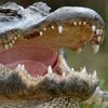 В Австралии огромный крокодил покусал упавшего на него туриста (фото)