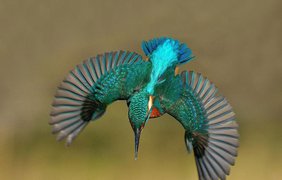 Фотограф потратил 6 лет жизни на съемку уникальной птицы (фото: VK)