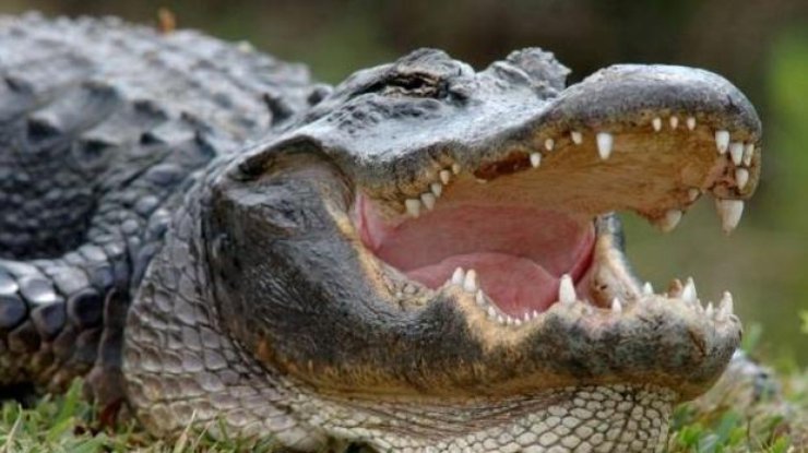 Огромный крокодил покусал упавшего на него туриста из Дании