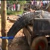 На Шри-Ланці врятували гігантського крокодила