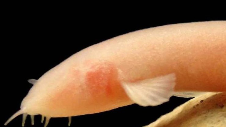 Ученые обнаружили новый вид рыб / Фото: Younis Sabir Abdullah