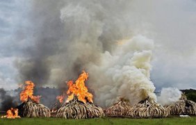 Национальный парк Найроби, поджог слоновой кости по приказу президента страны