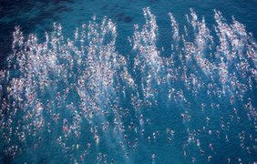 Соревнование пловцов на Гавайях