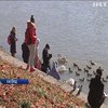 В Ужгороді оселилися щонайменше 25 диких лебедів 