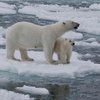 В Арктике зафиксировано рекордное потепление 